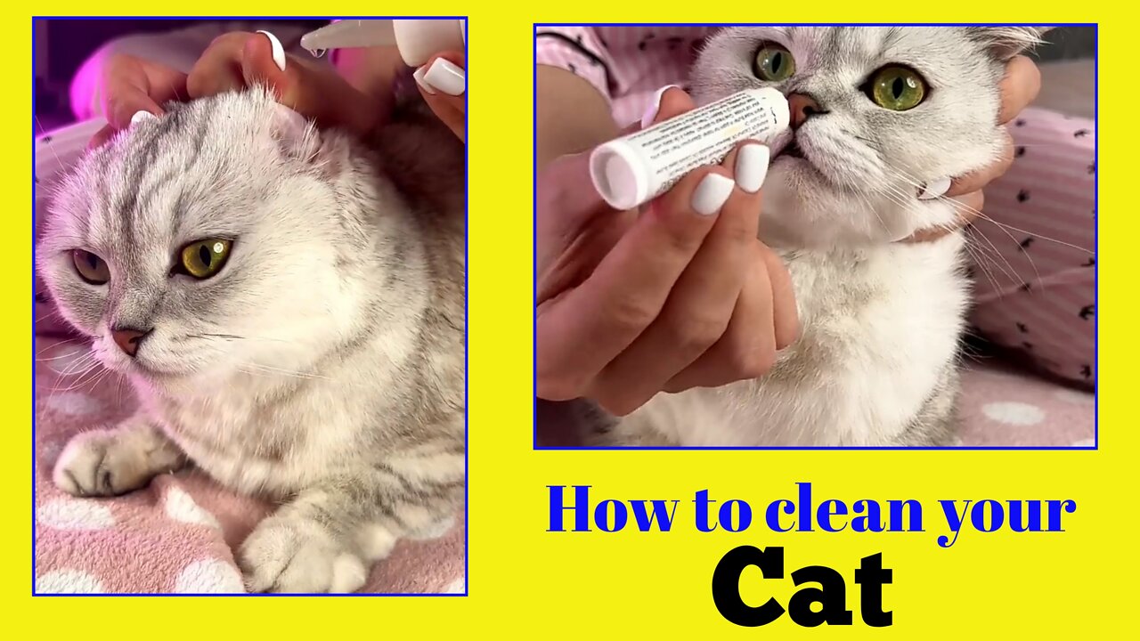 How to clean | your cat | cat, Entertainment,