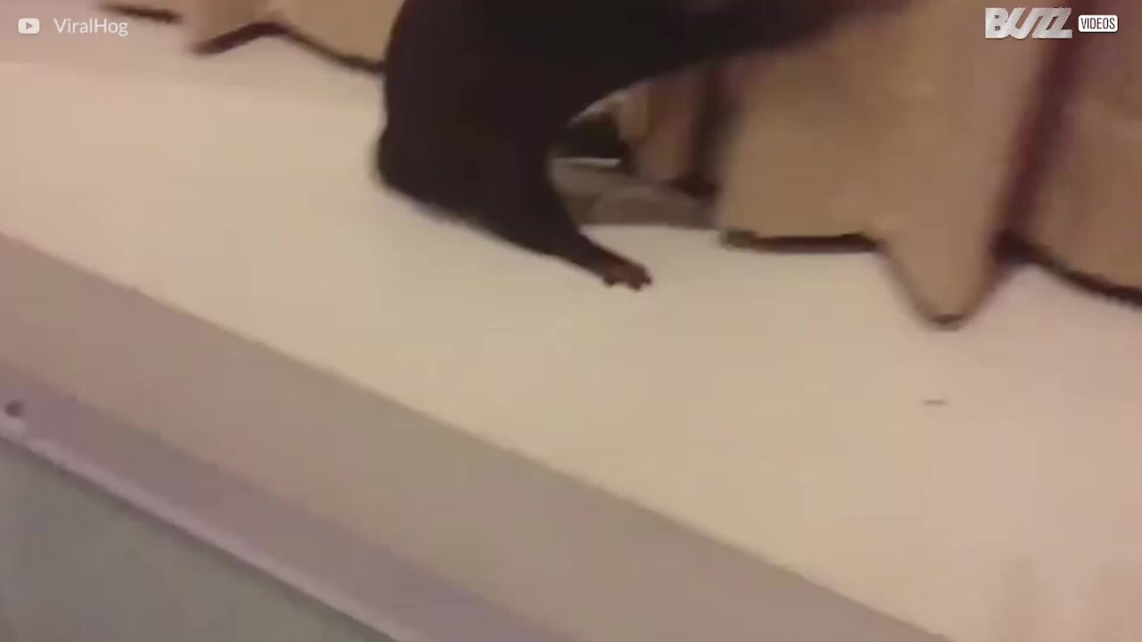 Cette loutre adore jouer avec les rideaux