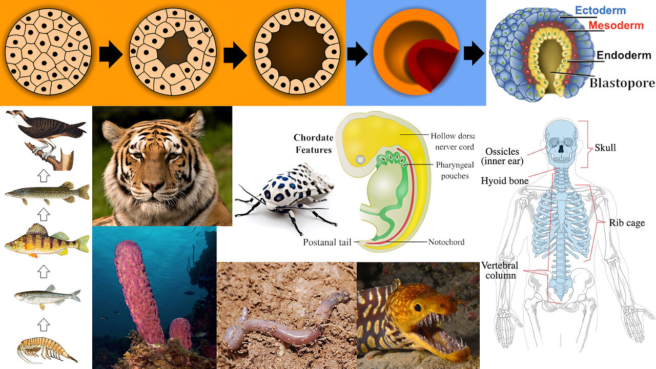 Animal Diversity: Sponges, Chordates, Vertebrates, Blastulation, Food Chain