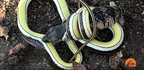 snake x lizard battle for life