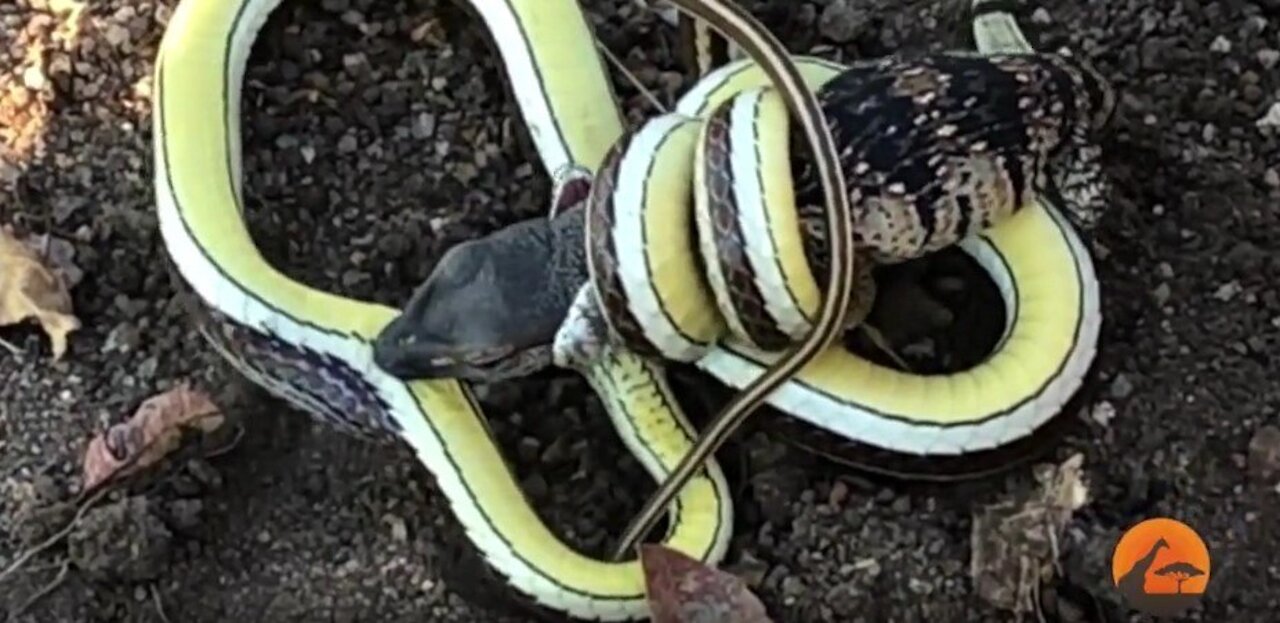 snake x lizard battle for life