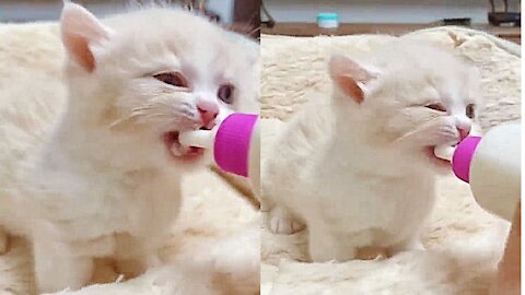 Cute Cat video animals