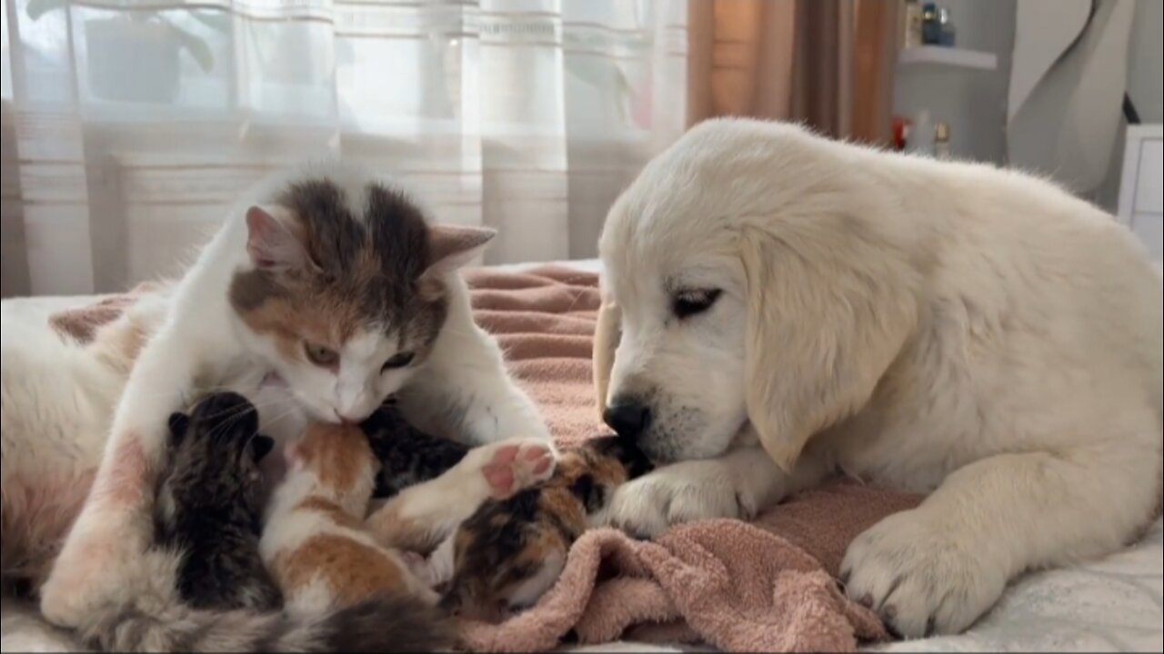 Cats and Puppies frends