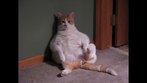 Epic fat cat fight #1