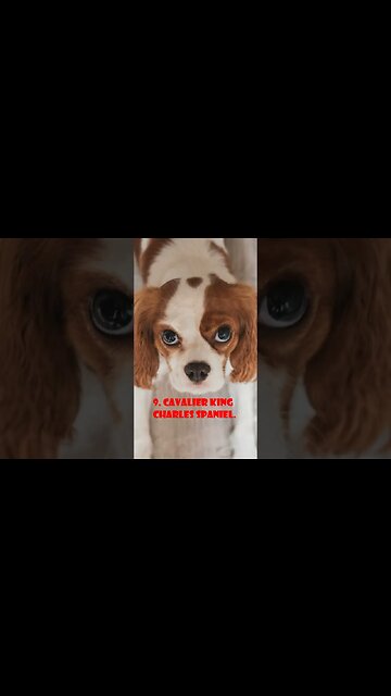 Top 10 Dogs With Best Temperament#shorts