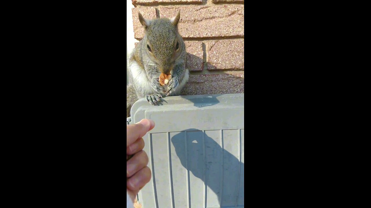 Calling Mika the squirrel to eat her Peanuts 🥜. #squirrel #squirreleating #animals