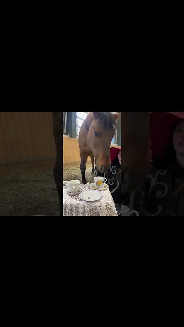 Having A Tea Party With A Horse