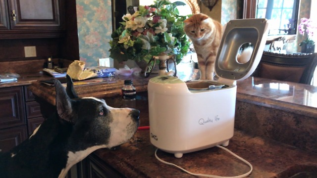 Great Dane and Cat are Fascinated by SKG Bread Maker