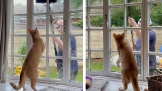 Cat plays with guy cleaning window from other side of glass