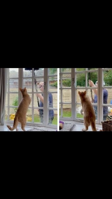 Cat plays with guy cleaning window from other side of glass
