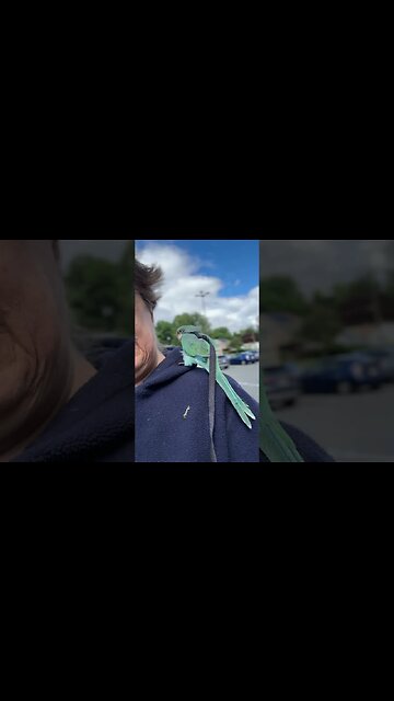 Fluffy butt is outside!!! #happy #dog #birds #birdsounds #birdslover #birdsofinstagram #like #love