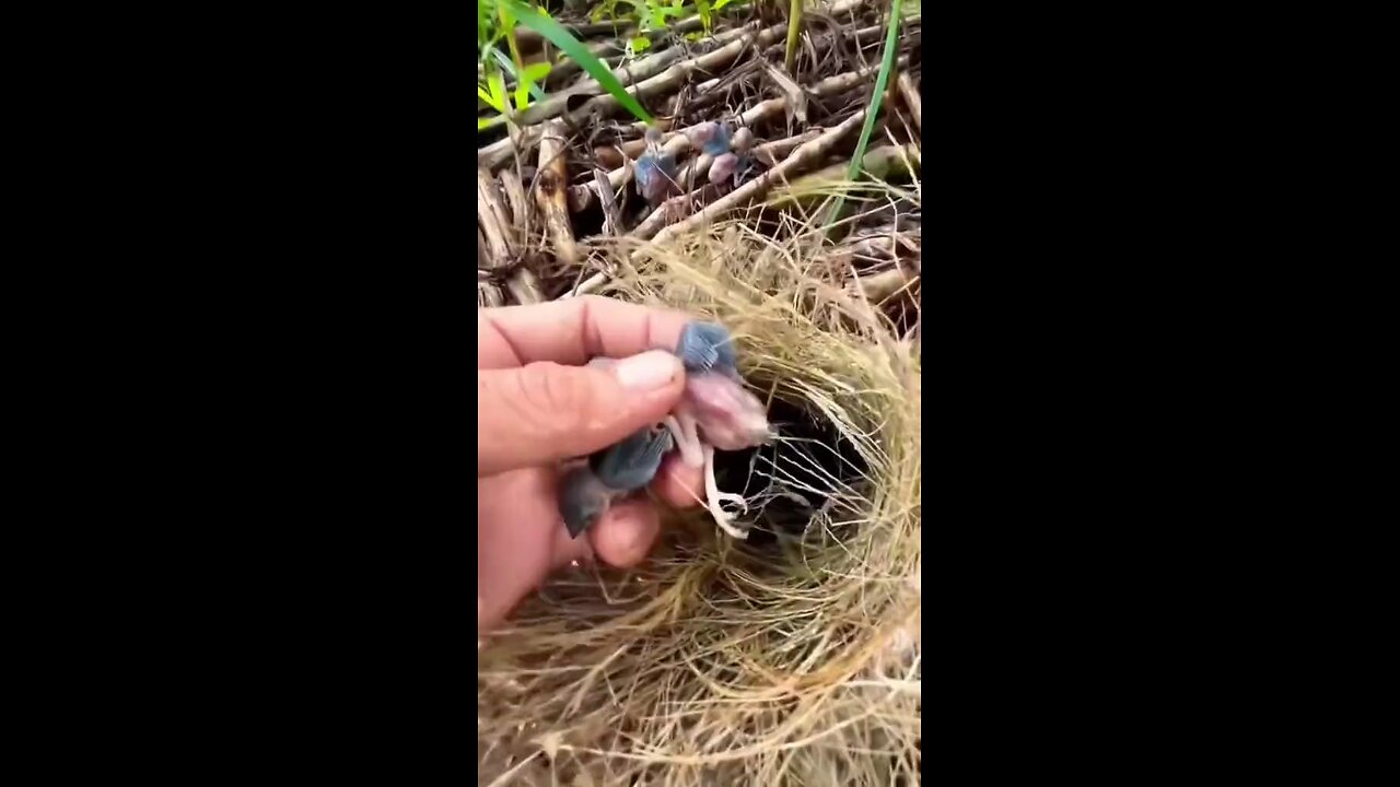 We brought back to life of birds whose nests had been destroyed