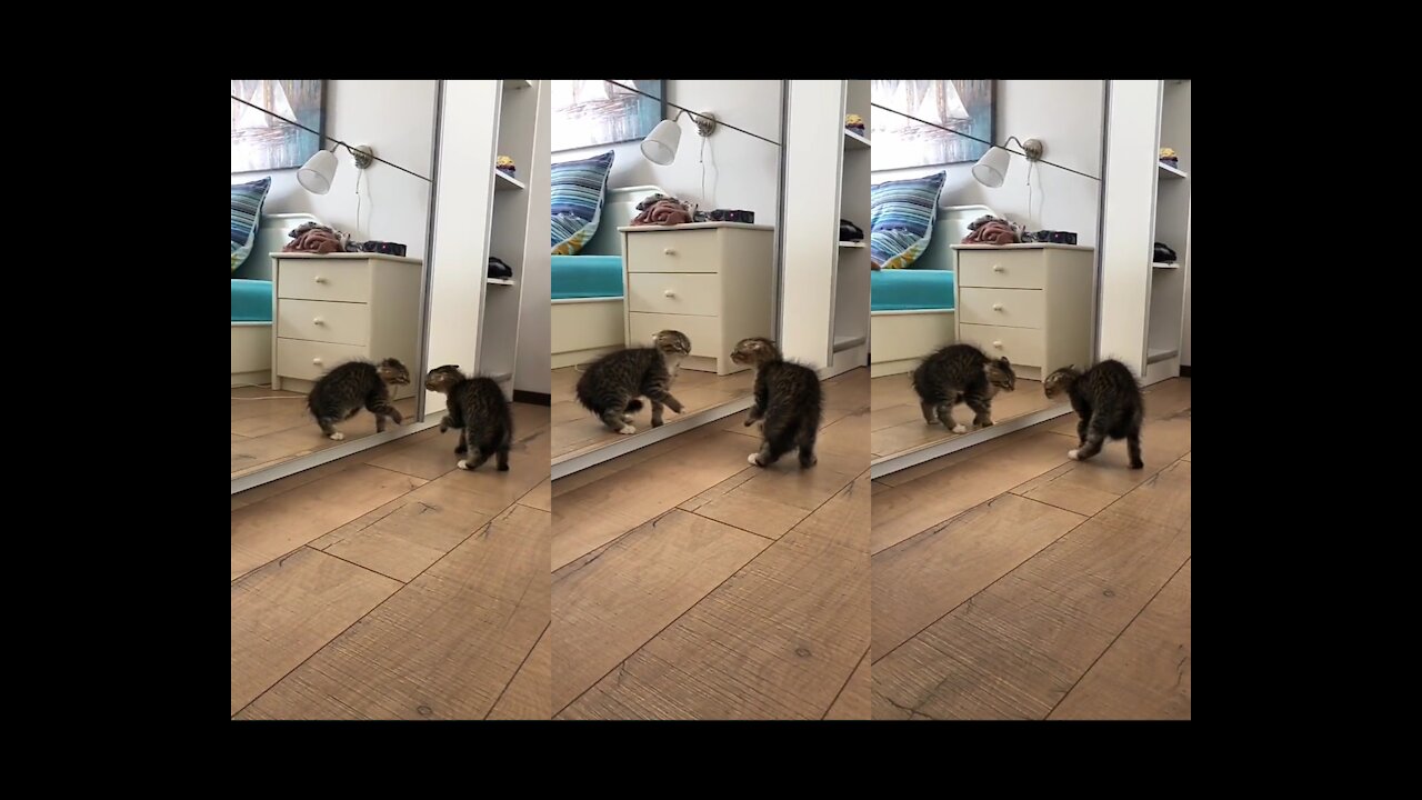 Cat is looking himself in MIRROR 🐈️💰️