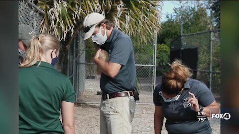 Naples Zoo celebrate birth of endangered gazelle