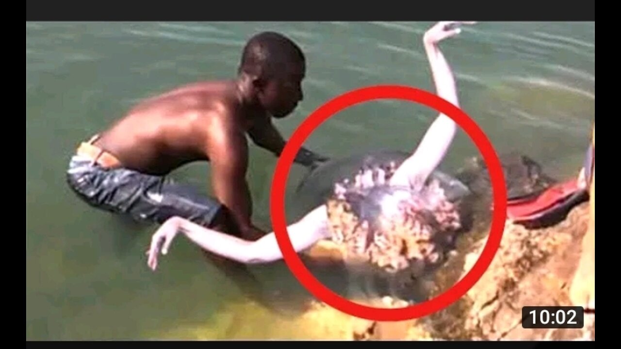 He finds Real life mermaid......Then This happens