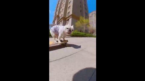 Skatedog 6