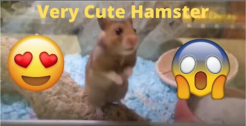 Very Cute Hamster!!!