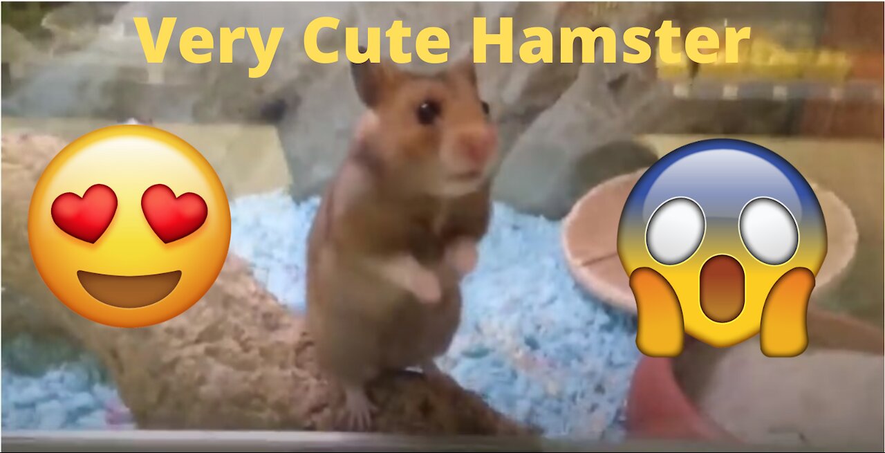 Very Cute Hamster!!!