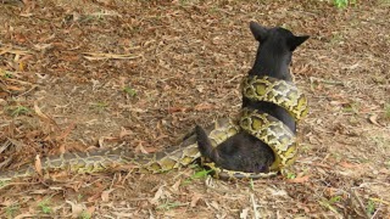 Terrifying! Village Boys Save Dog From Python Attack At Canal - Python Snake Attacks Dog