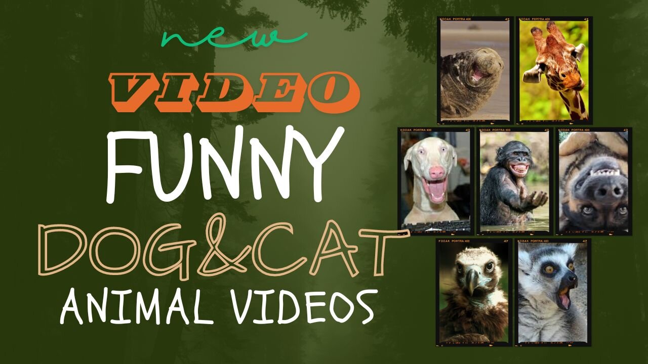 funny Dog and cat moments..