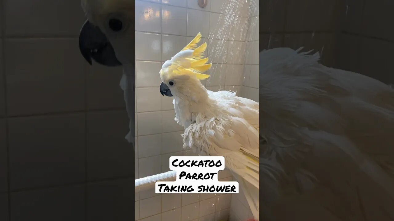 Cockatoo Parrot Taking Shower #cockatoo #parrot #bird