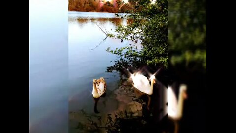 Gorgeous swans