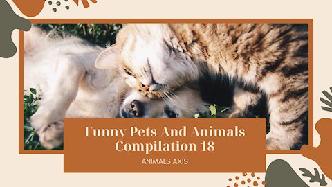 Funny Pets And Animals Compilation 18