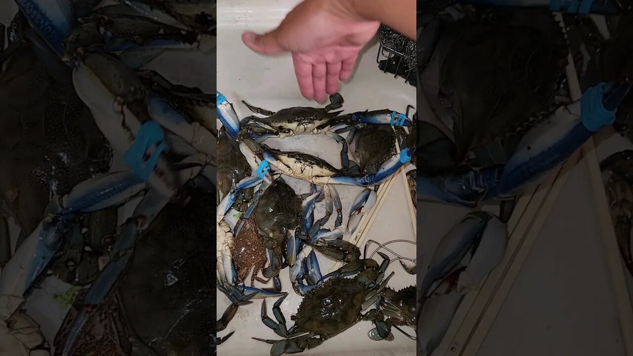 JUMBO Crabs that don't want to be Steamed😝