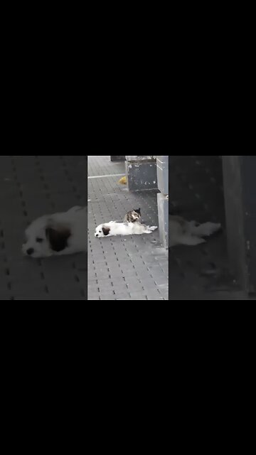 HOW A CAT MASSAGING A DOG WHEN FELT HE IS TIRED #youtubeshort #beautiful #ytshorts #cat #dogs