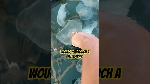 I TOUCHED A JELLYFISH FOR THE FIRST TIME! #shorts