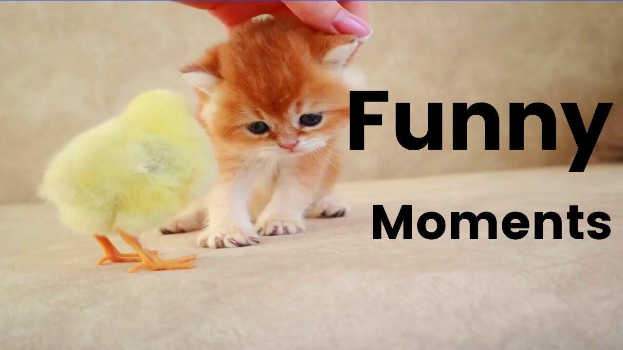 Funny pets and animals moments