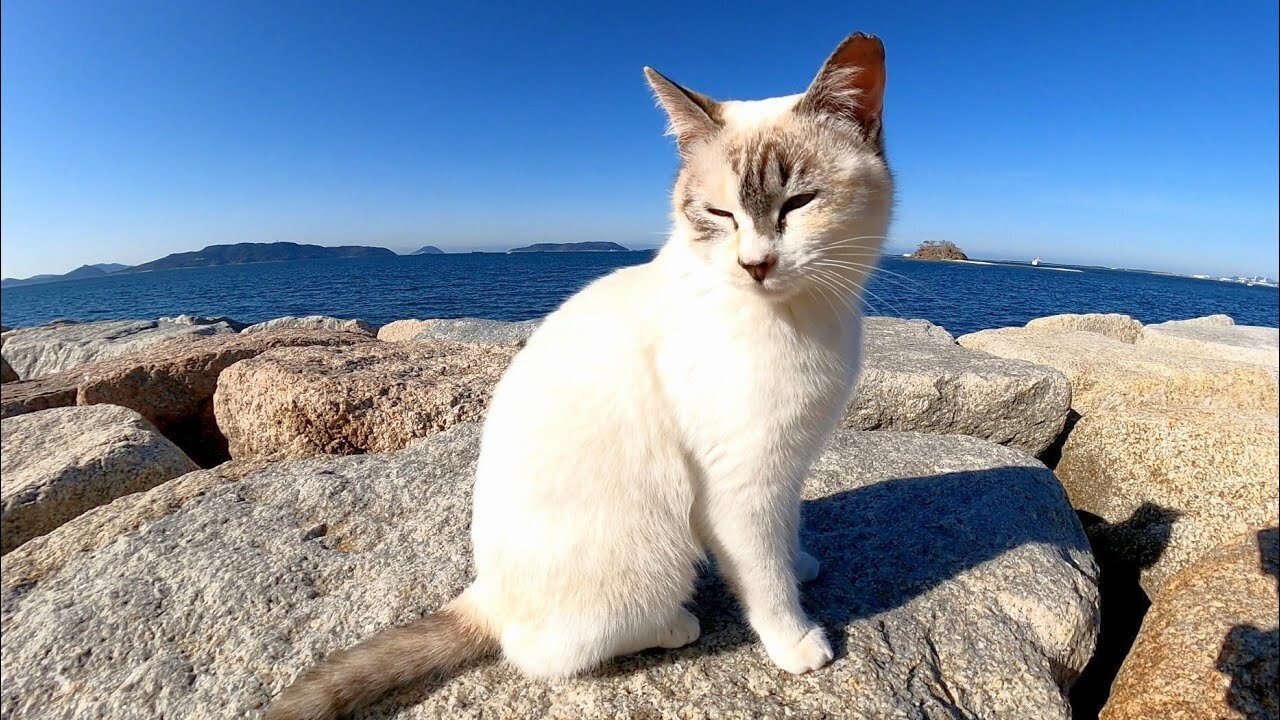 walk on the breakwater with stray cats