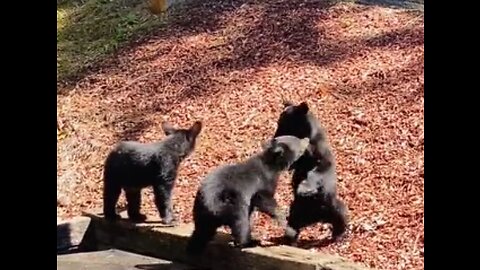 Bear Cub Siblings Play Together