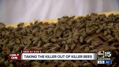 Valley beekeeper taking the 'killer' out of Africanized bees