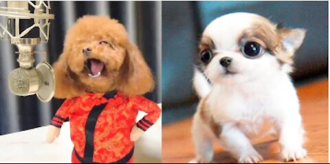 🤣 Funniest 🐶 cute -😀 😃 😄 😁 😆 😅. Funny Pet Animals Life Videos 😇