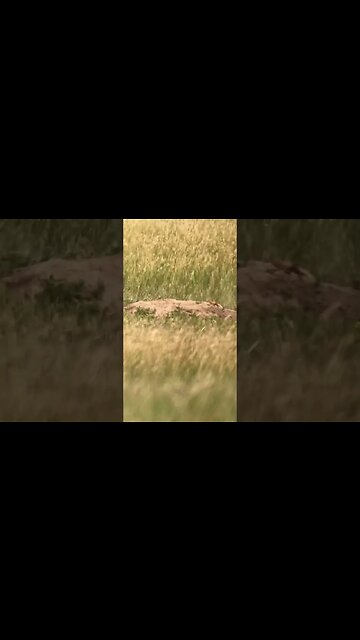 Flipping a prairie dog with a .17 HMR. #shorts