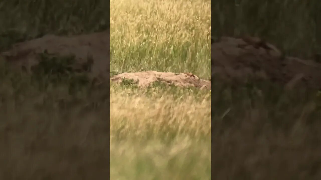 Flipping a prairie dog with a .17 HMR. #shorts