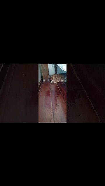 #dogshow , #animals , #dogs , #shorts