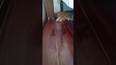 #dogshow , #animals , #dogs , #shorts