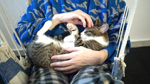 Cute Little Cat Sleeps in My Arms