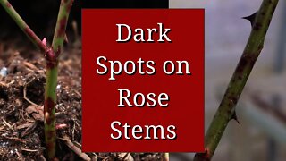 Dark Spots on Rose Stems