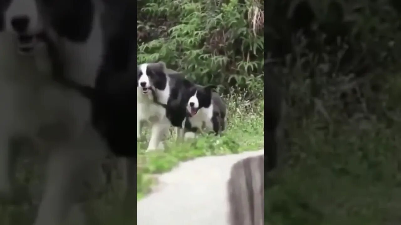 A Husky helps their mate climb an obstacle #shorts #cute #dogs