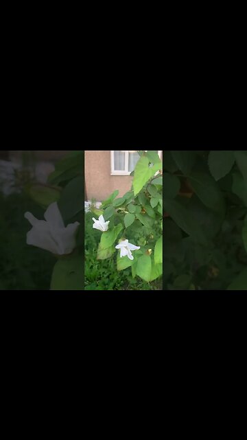 Beautiful London red roses-it’s august but it’s still around
