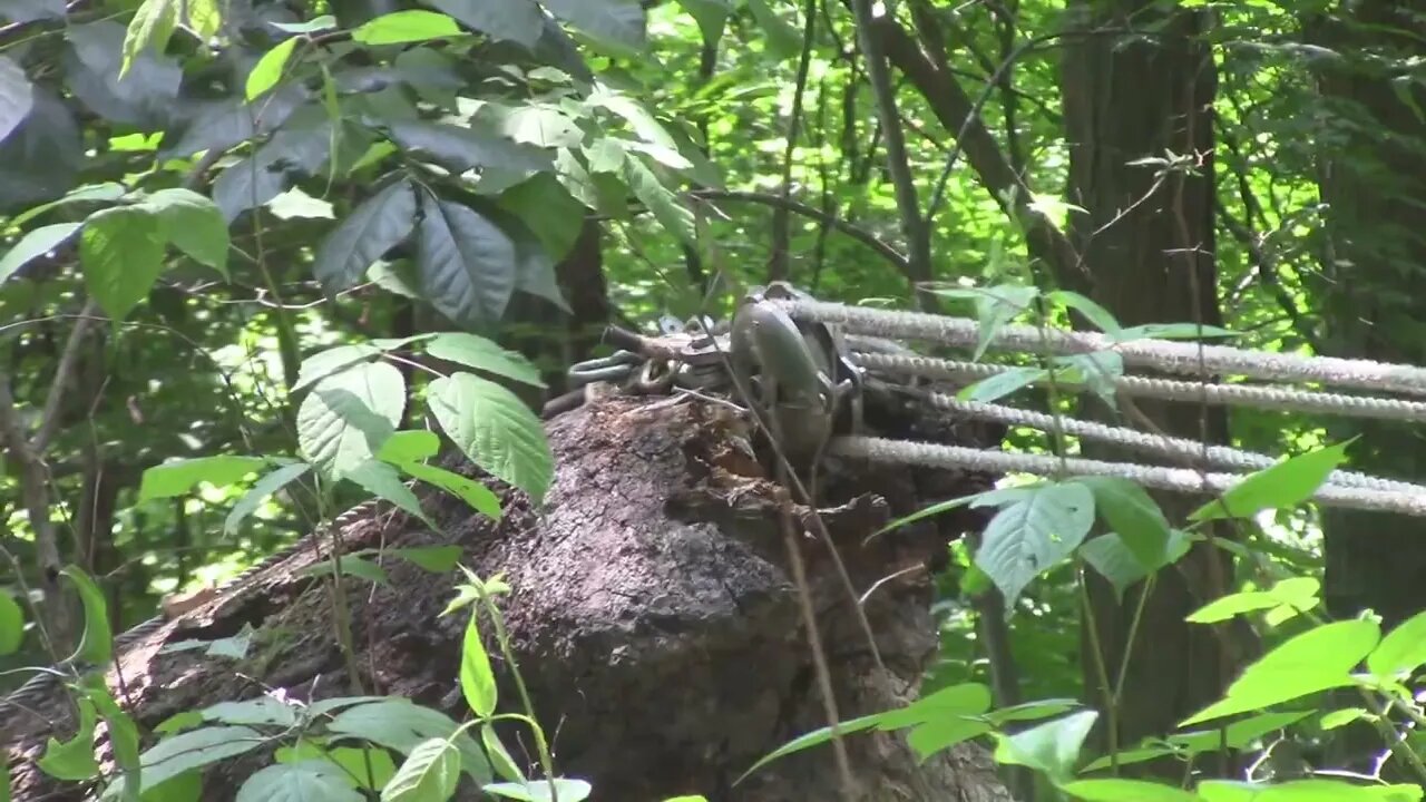 85 Getting the Blow Down to the Trail