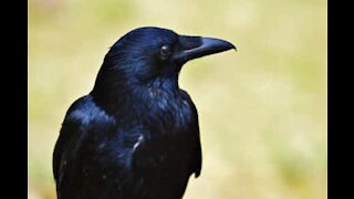 Clever crows use piece of plastic as snow sled