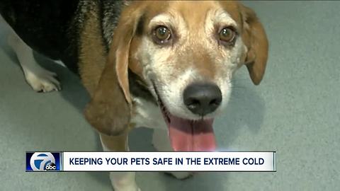 Why you need to check your pet's paws in the freezing temps