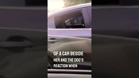 The best dog video ever👏❤️ (must watch) #shorts #funnydogs #cutedogs #viral #doglover #dogpryer