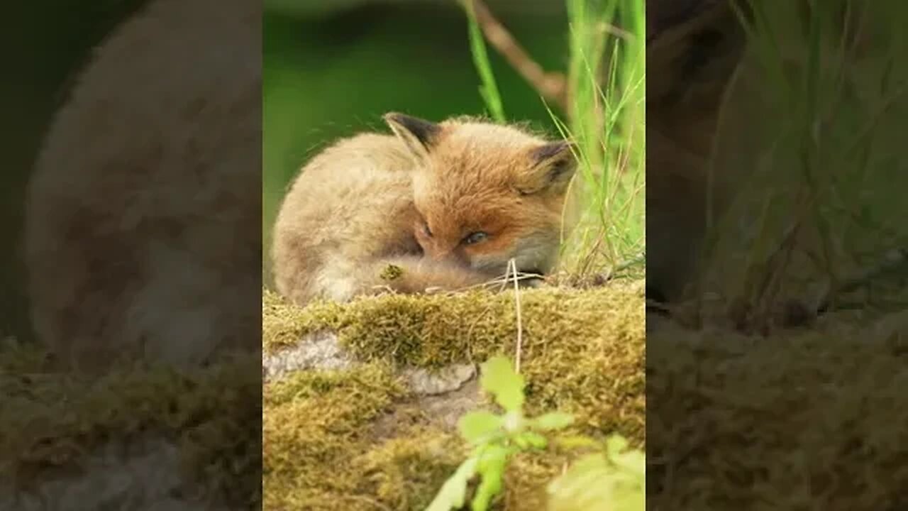 Cute Baby Fox 🥺🦊 #shorts #viral #trending #nature #animals