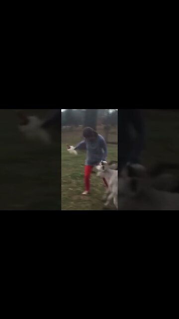 Give a 🐁 a 🍪 he is going to want a 🥛