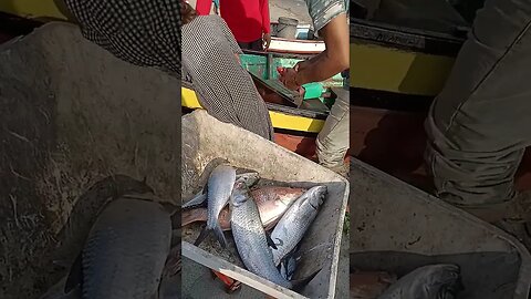 #fishing #fish #fisherman #shortvideo #shortsfeed #nelayan